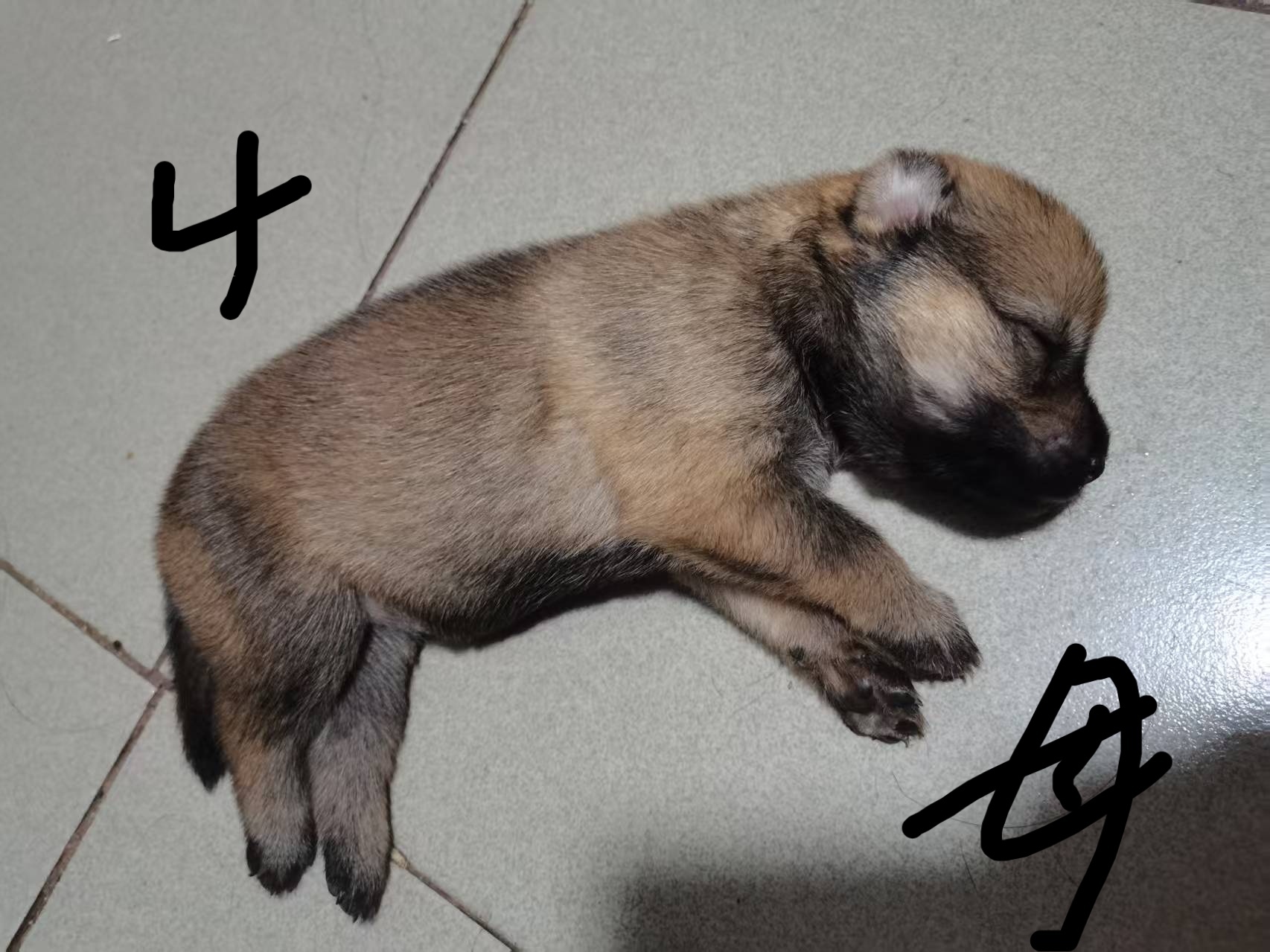 中华田园犬